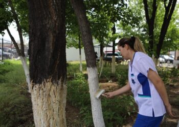 «ЖАСЫЛ АЙМАҚ»: ТҮРКІСТАНДА ӘЛЕУМЕТТІК САЛА ҚЫЗМЕТКЕРЛЕРІ ЭКОАКЦИЯҒА ҮЛЕС ҚОСТЫ