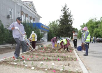 «ЖАСЫЛ АЙМАҚ»: МАҚТААРАЛДА 10 МЫҢ ТҮП ГҮЛ КӨШЕТІ ЕГІЛДІ