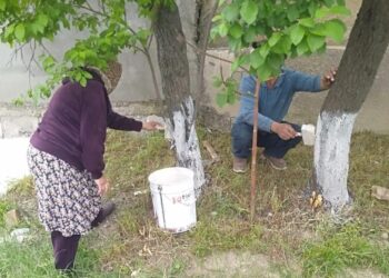 «ӨНЕГЕЛІ ҰРПАҚ»: САЙРАМДА АУЫЛ ТҰРҒЫНДАРЫ ҚАРТ АНАНЫҢ АУЛАСЫН АБАТТАНДЫРУҒА АТСАЛЫСТЫ