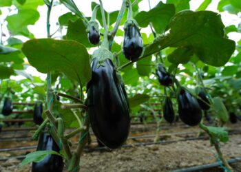 ЖЫЛЫЖАЙЛАР МОЛ ӨНІМ БЕРУДЕ