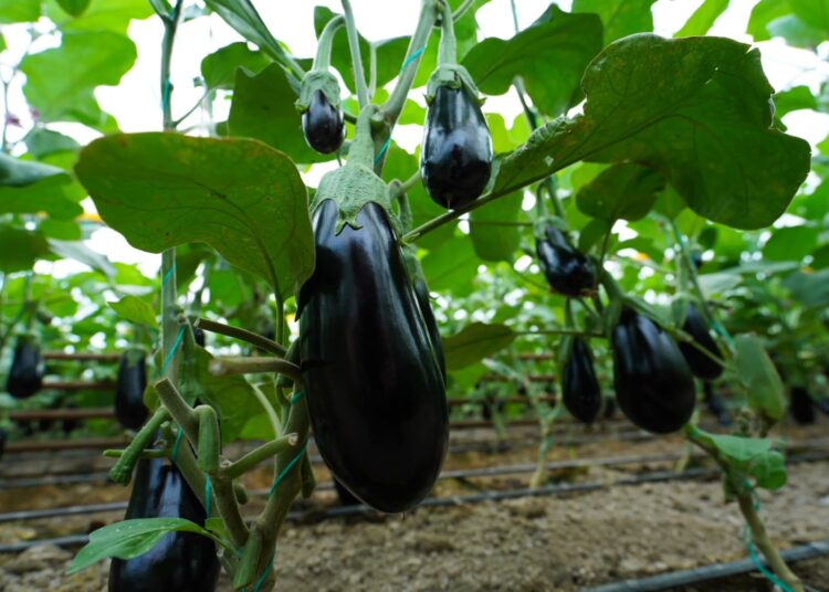 ЖЫЛЫЖАЙЛАР МОЛ ӨНІМ БЕРУДЕ