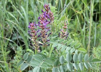 ТҮРКІСТАН ОБЛЫСЫНДА КЕУРЕК ПЕН ҚЫЗЫЛ МИЯНЫ ЖҰЛУҒА ТЫЙЫМ САЛЫНДЫ