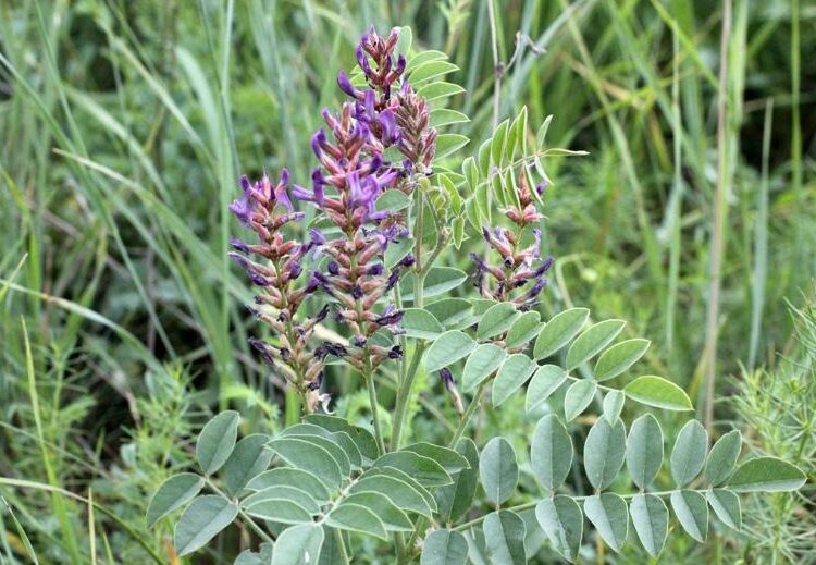 ТҮРКІСТАН ОБЛЫСЫНДА КЕУРЕК ПЕН ҚЫЗЫЛ МИЯНЫ ЖҰЛУҒА ТЫЙЫМ САЛЫНДЫ