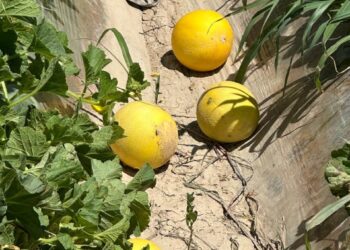 ТҮРКІСТАН: ЖЕТІСАЙ ҚАУЫНДАРЫ РЕСЕЙГЕ ЖӨНЕЛТІЛУДЕ