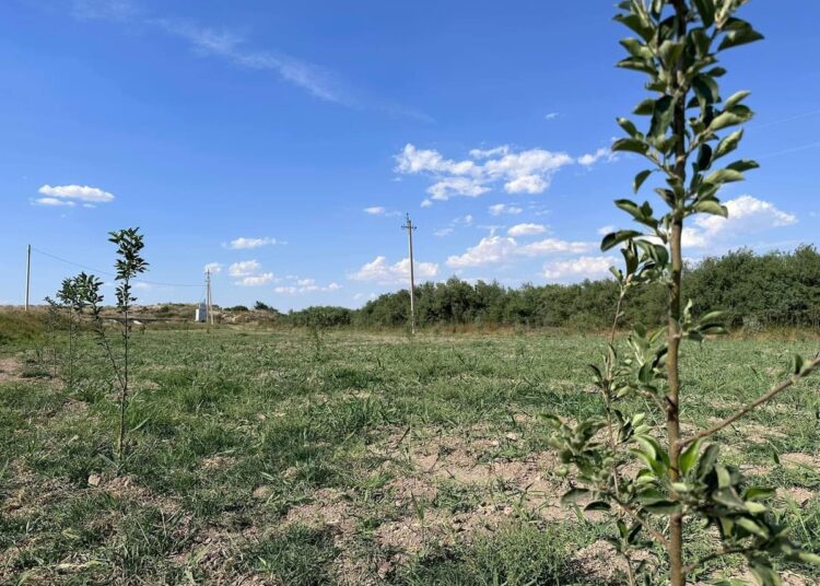 ТҮРКІСТАН: АРЫСТЫҚТАР «ТАЗА ҚАЗАҚСТАН» АКЦИЯСЫ АЯСЫНДА ЖЕМІС БАҒЫН ЖАЙҚАЛТТЫ