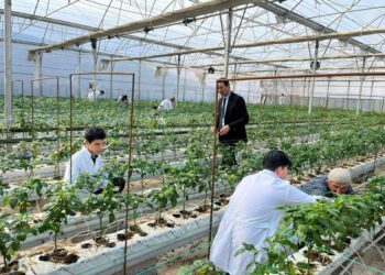 БИЫЛ ТҮРКІСТАНДА 15 МЫҢНАН АСТАМ КОЛЛЕДЖ СТУДЕНТІ МЕМЛЕКЕТТІК ТАПСЫРЫСПЕН БІЛІМ АЛАДЫ