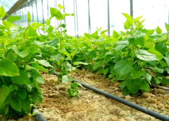 ТҮРКІСТАН ОБЛЫСЫНДАҒЫ ТҰҚЫМБАҚТАРДА 35 МИЛЛИОННАН АСТАМ АҒАШ КӨШЕТТЕРІ ӨСІРІЛІП ЖАТЫР