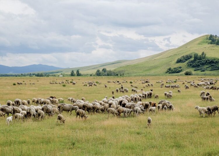 ТҮРКІСТАН ОБЛЫСЫНДА ЖАЙЫЛЫМ ЖЕР КӨЛЕМІ 304 МЫҢ ГЕКТАРҒА ҰЛҒАЯДЫ