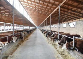 ЕТ ЭКСПОРТЫНАН ТҮРКІСТАН ОБЛЫСЫ ЕЛІМІЗДЕ БІРІНШІ ОРЫНДА ТҰР