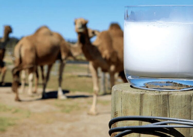 ОТЫРАР АУДАНЫНДА ТҮЙЕ СҮТІНЕН ҰНТАҚ ӨНДІРЕТІН КӘСІПОРЫН ІСКЕ ҚОСЫЛАДЫ