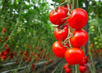 САРЫАҒАШ АУДАНЫНДА БИЫЛ АУЫЛ ШАРУАШЫЛЫҒЫ ӨНІМ КӨЛЕМІ 140 МЛРД ТЕҢГЕГЕ ЖЕТКЕН