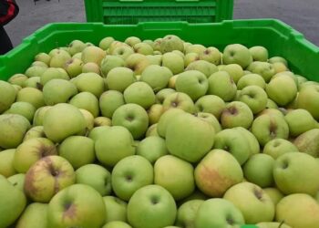 ЖОЛДАУ: ТҮЛКІБАСТЫҚ БАҒБАНДАР 30 МЫҢ ТОННАДАН АСТАМ АЛМА ЖИНАДЫ