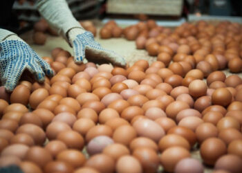 БӘЙДІБЕК АУДАНЫНДА ЖЫЛЫНА 200 МЛН ДАНА ЖҰМЫРТҚА ӨНДІРЕТІН ФАБРИКА ІСКЕ ҚОСЫЛМАҚ