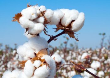 МАҚТААРАЛ АУДАНЫНДА БИЫЛ 90 МЫҢ ТОННАДАН АСТАМ МАҚТА ЖИНАЛҒАН