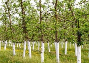 «ТАЗА ҚАЗАҚСТАН» ШАРАСЫ БАСТАЛҒАЛЫ ТҮРКІСТАН ОБЛЫСЫНДА 1 МЛН-ҒА ЖУЫҚ ТАЛ ОТЫРҒЫЗЫЛҒАН