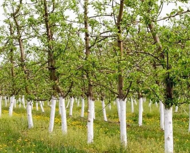 «ТАЗА ҚАЗАҚСТАН» ШАРАСЫ БАСТАЛҒАЛЫ ТҮРКІСТАН ОБЛЫСЫНДА 1 МЛН-ҒА ЖУЫҚ ТАЛ ОТЫРҒЫЗЫЛҒАН