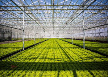 КЕЛЕС АУДАНЫНДА ЕЛІМІЗДЕГІ ЕҢ ІРІ ЖЫЛЫЖАЙ КЕШЕНІ САЛЫНЫП ЖАТЫР