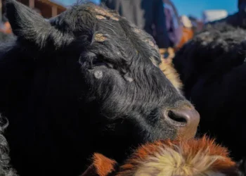 Ірі қара мал терісінің 78%-ы өңделмейді: шешім қандай