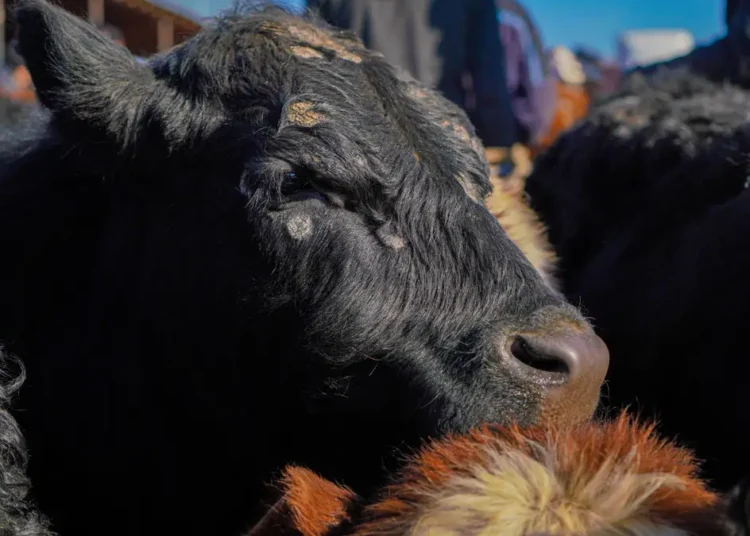 Ірі қара мал терісінің 78%-ы өңделмейді: шешім қандай