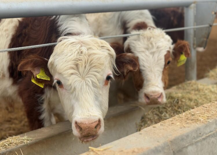 АРЫСТА 50 МЫҢ БАСҚА АРНАЛҒАН МАЛ БОРДАҚЫЛАУ АЛАҢЫ САЛЫНЫП ЖАТЫР