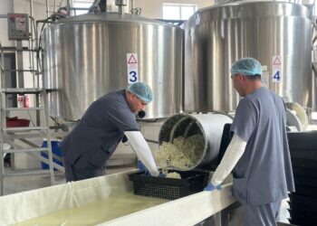 САЙРАМДА СҮТ ӨҢДЕУ ЗАУЫТЫ ІРІМШІКТІҢ 13 ТҮРІН ӨНДІРЕДІ