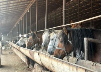 ОРДАБАСЫ АУДАНЫНДА БАЛЫҚ ШАРУАШЫЛЫҒЫМЕН АЙНАЛЫСУШЫЛАР САНЫ АРТЫП КЕЛЕДІ