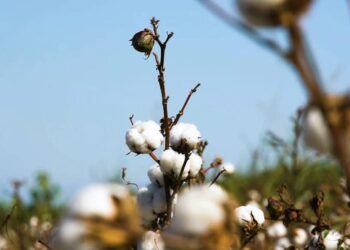 ТҮРКІСТАН ӨҢІРІ МАҚТА-ТОҚЫМА КЛАСТЕРІНІҢ ЖАҢА ДӘУІРІН ҚАЛЫПТАСТЫРУДА   