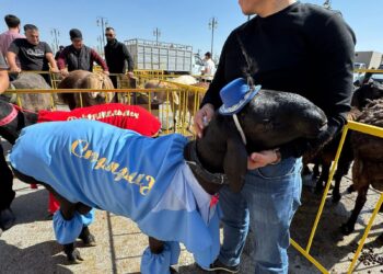 ТҮРКІСТАН ОБЛЫСЫНДА МАЛ ШАРУАШЫЛЫҒЫНЫҢ ХАЛЫҚАРАЛЫҚ КӨРМЕСІ ӨТТІ