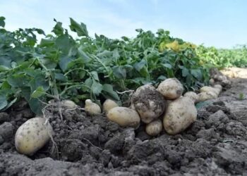 ТҮРКІСТАН: САРЫАҒАШТА ЕРТЕ ПІСЕТІН КАРТОПТЫ ЖИНАУ БАСТАЛДЫ