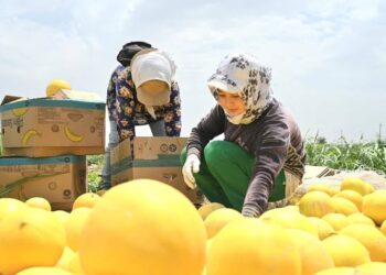 ТҮРКІСТАН: ЖЕТІСАЙ АУДАНЫНЫҢ АЛҒАШҚЫ ҚАУЫНДАРЫ РЕСЕЙГЕ ЭКСПОРТТАЛУДА