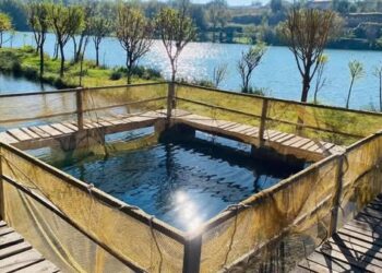 ТҮРКІСТАН ОБЛЫСЫНДА БАЛЫҚ ШАРУАШЫЛЫҒЫН ДАМЫТУҒА БАСЫМДЫҚ БЕРІЛІП ОТЫР