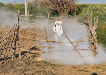 ТҮРКІСТАН ОБЛЫСЫНДА КОНГО-ҚЫРЫМ ГЕМОРАГИЯЛЫҚ ҚЫЗБАСЫ АУРУЫНА ҚАРСЫ ЖҰМЫСТАР ЖҮРГІЗІЛУДЕ 