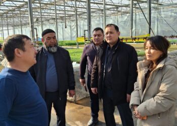 Сарыағаш ауданында жылыжай шаруашылығын дамыту мәселелері талқыланды