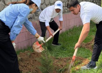 В ТУРКЕСТАНСКОЙ ОБЛАСТИ В РАМКАХ ПРОЕКТА «ТАЗА ҚАЗАҚСТАН» ПРОВЕДЕНЫ РАБОТЫ ПО ОЗЕЛЕНЕНИЮ